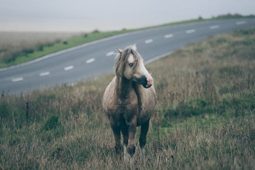 A Horse on a Grass Field