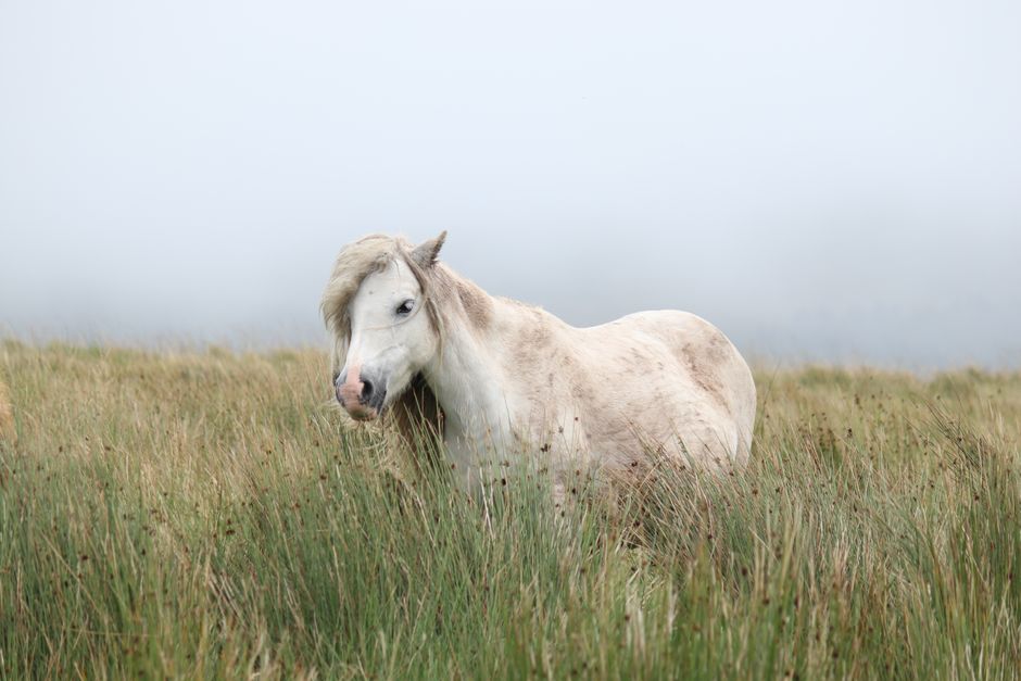 White Horse