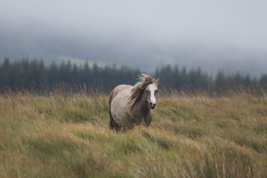 Free-roaming horse in a misty meadow, surrounded by nature and tranquility.
