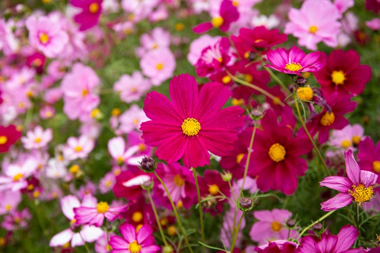 Blooming Pink Cosmos Flowers