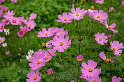 Free Close-up of vibrant pink cosmos flowers in full bloom in a lush garden setting. Stock Photo