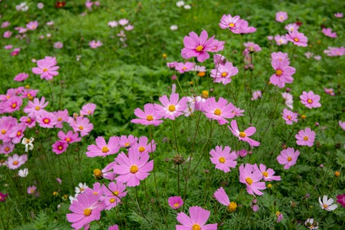 コスモスの花, フローラ, 咲くの無料の写真素材