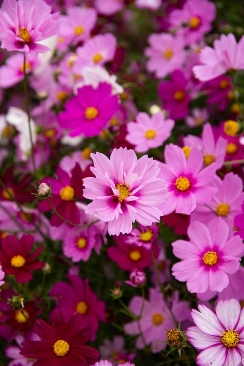 Free A colorful arrangement of pink and purple cosmos flowers in full bloom, showcasing nature's beauty. Stock Photo