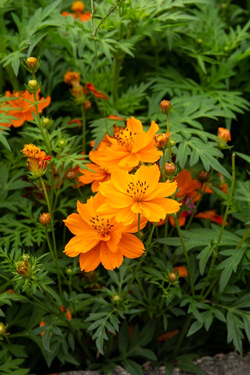 Orange Blossoming Flowers