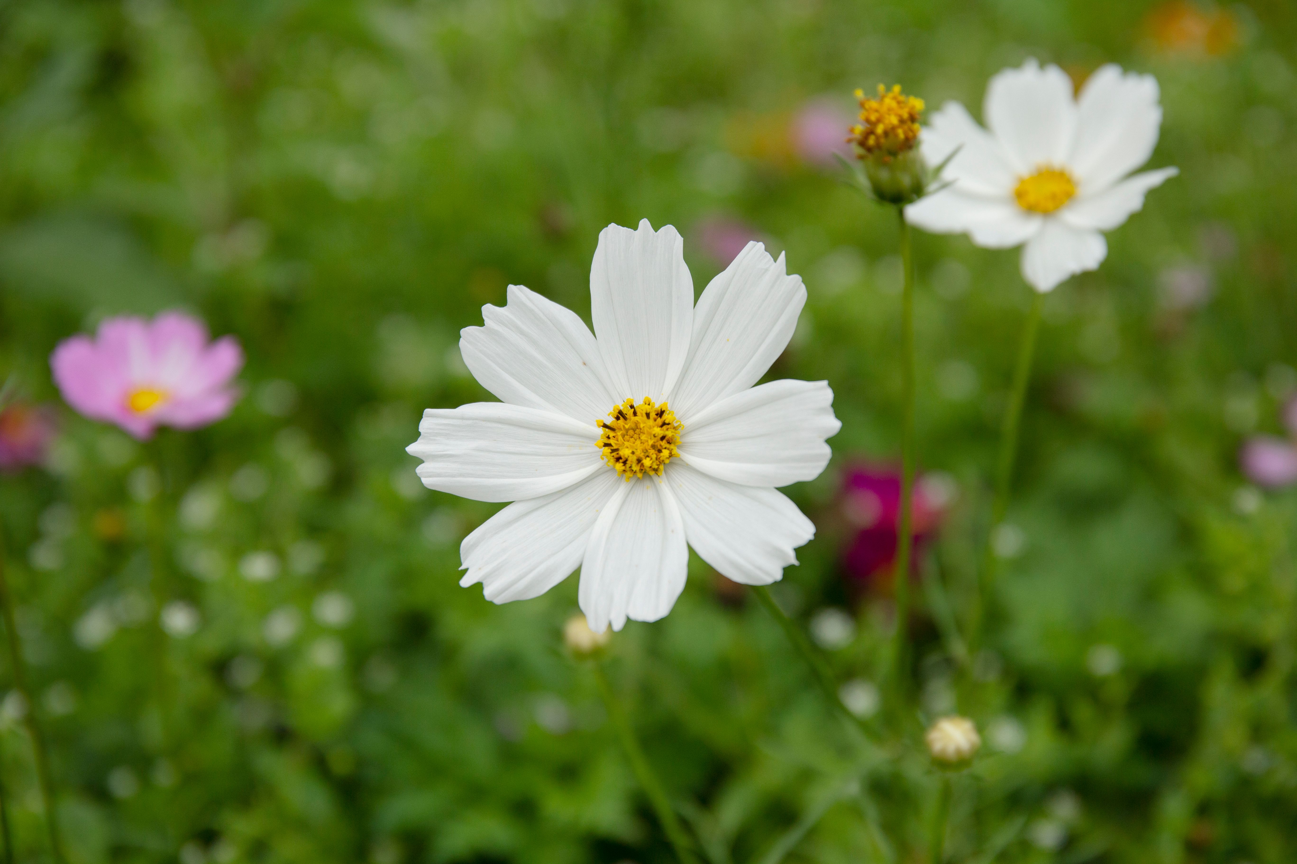 Close up of White Flowers · Free Stock Photo
