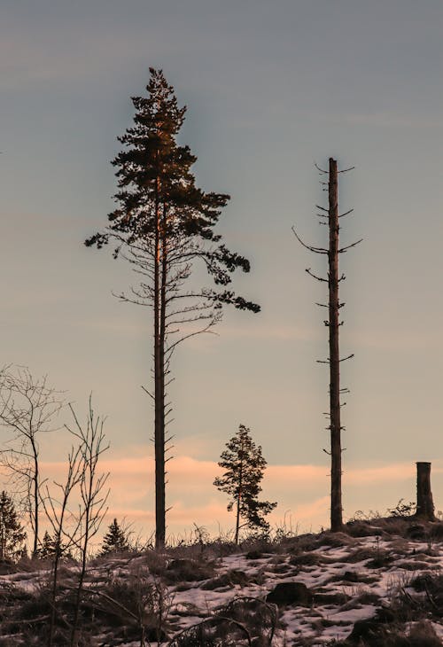 Foto d'estoc gratuïta de arbres, capvespre, constipat