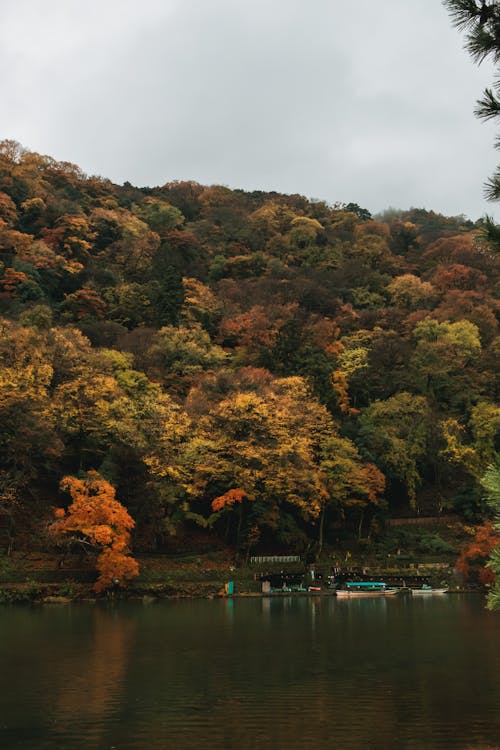 Foto d'estoc gratuïta de arbres, barques, bosc