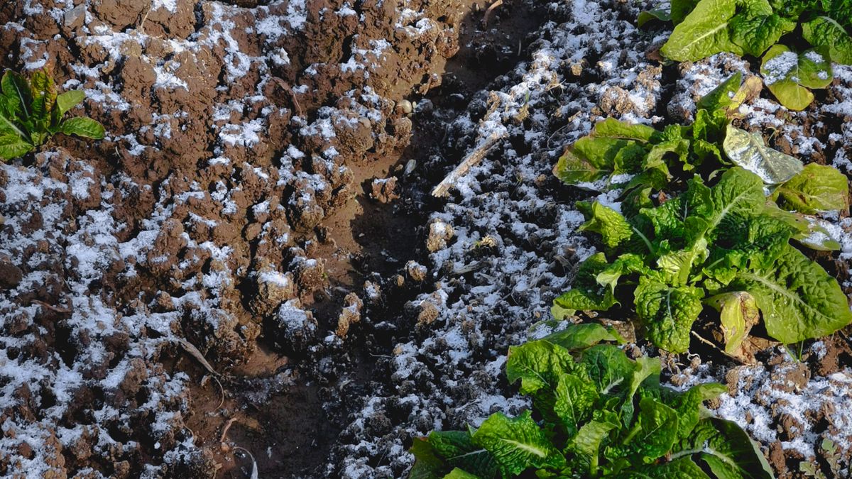 Les meilleures associations de légumes pour lhiver