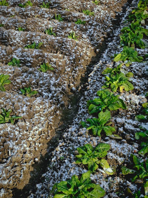 Plants on Frozen Ground