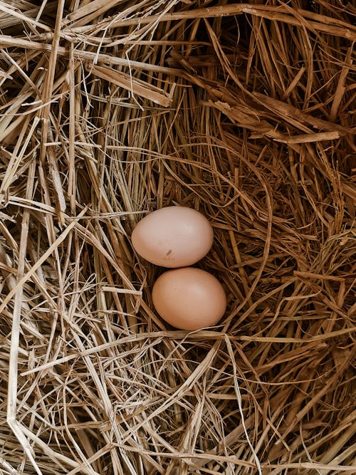 Gratis lagerfoto af lodret skud, natur, ovenfra