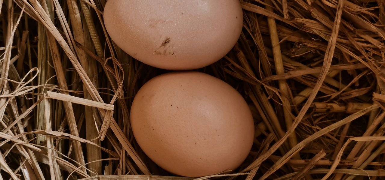 Two brown eggs resting on hay