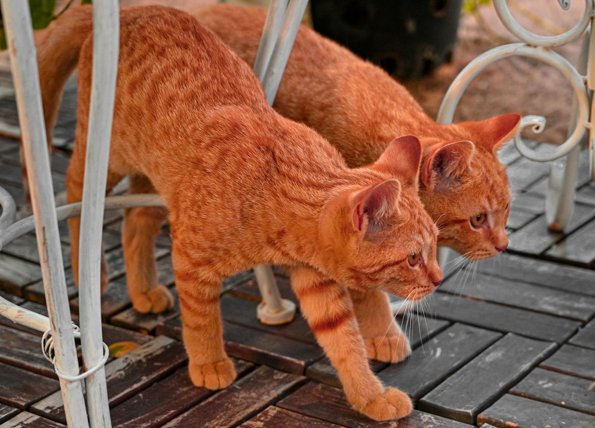 Two Ginger Cats