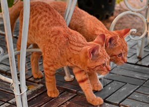 Two Ginger Cats