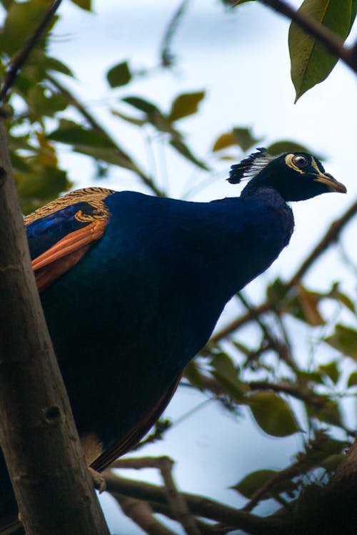 Peacock Portrait 