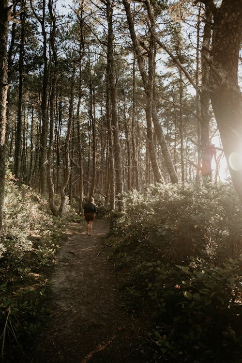 Person Walking on a Pathway in the Forest