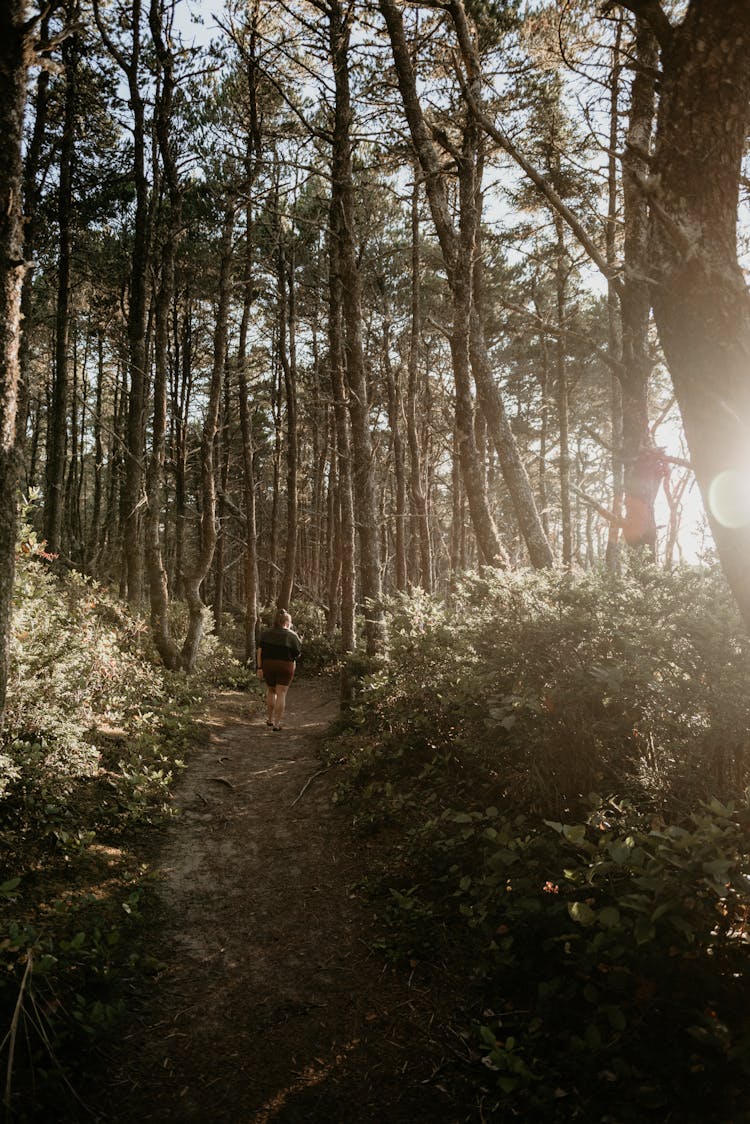 Person Walking On A Pathway In The Forest