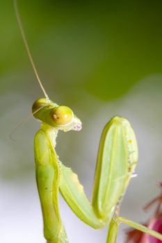 Detailed macro view of a green praying mantis in Jakarta, Indonesia.