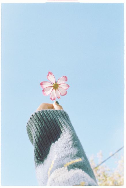 A hand in a sweater holds a pink cosmos flower against a clear blue sky in Dalat, Vietnam.