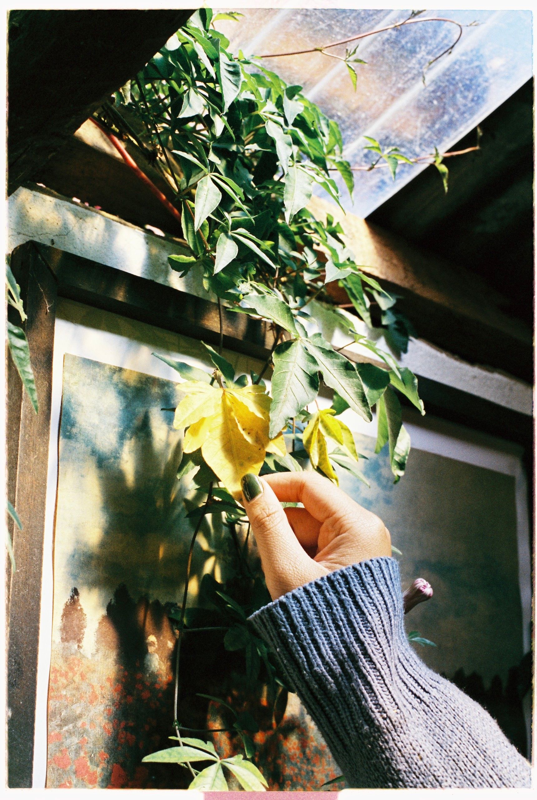 A vibrant scene of ivy with a hand in Dalat, Vietnam, capturing nature's beauty.