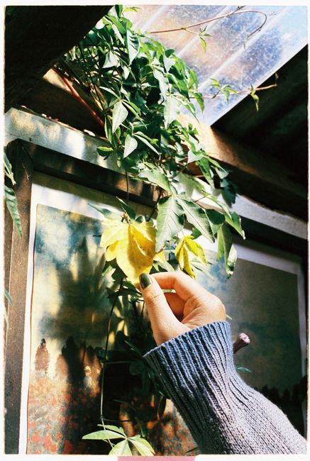 A vibrant scene of ivy with a hand in Dalat, Vietnam, capturing nature's beauty.