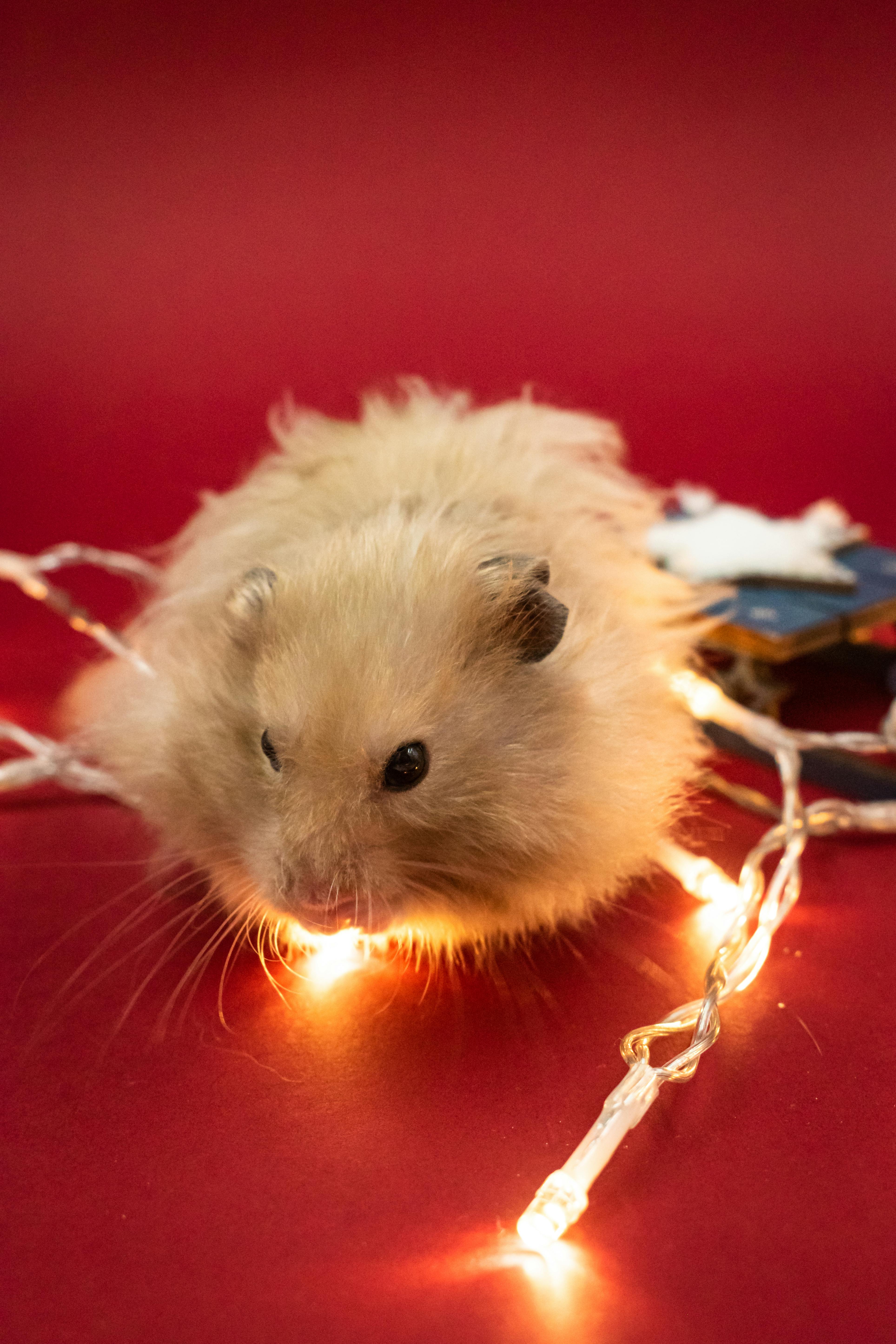 Hamster im Käfig mit Spielzeug