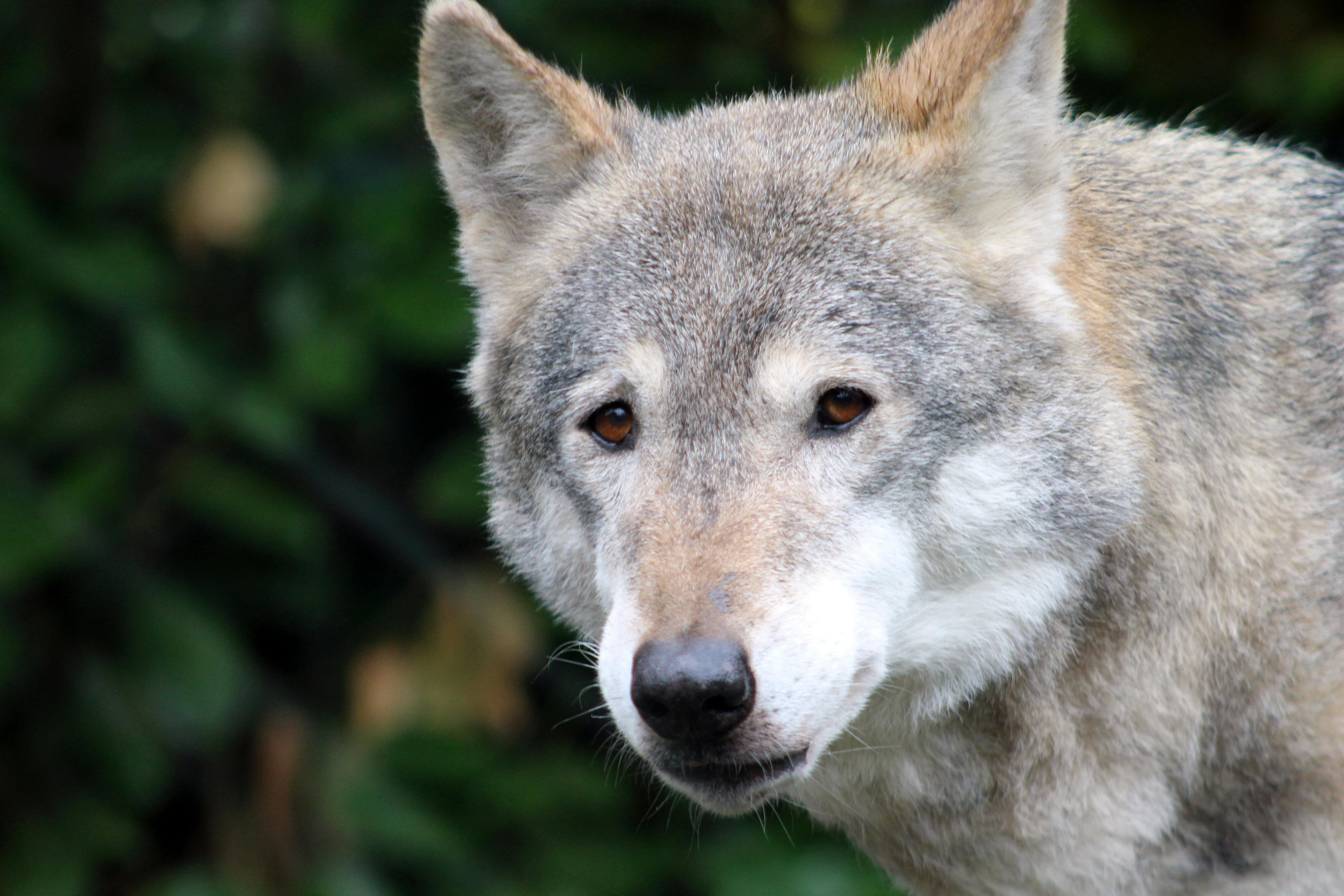 Free stock photo of gray wolf, wolf