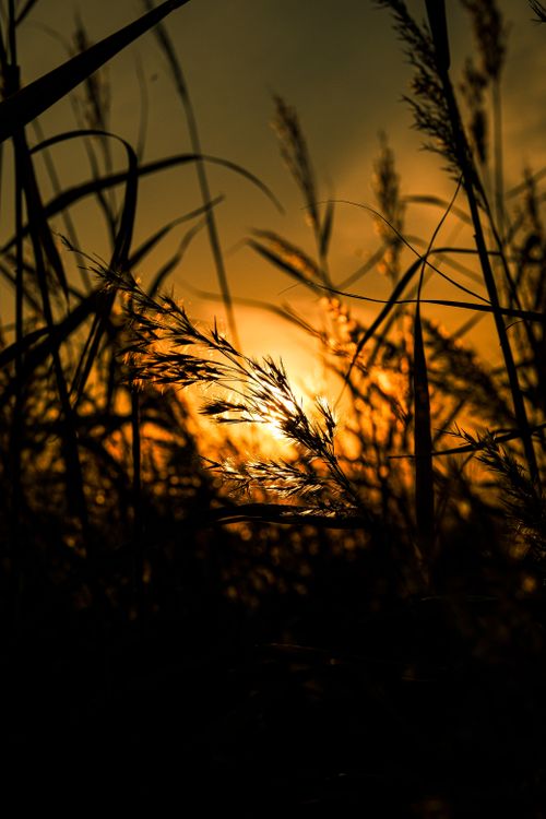 Free Silhouette of tall grasses against a golden sunset sky, capturing nature's serene beauty. Stock Photo