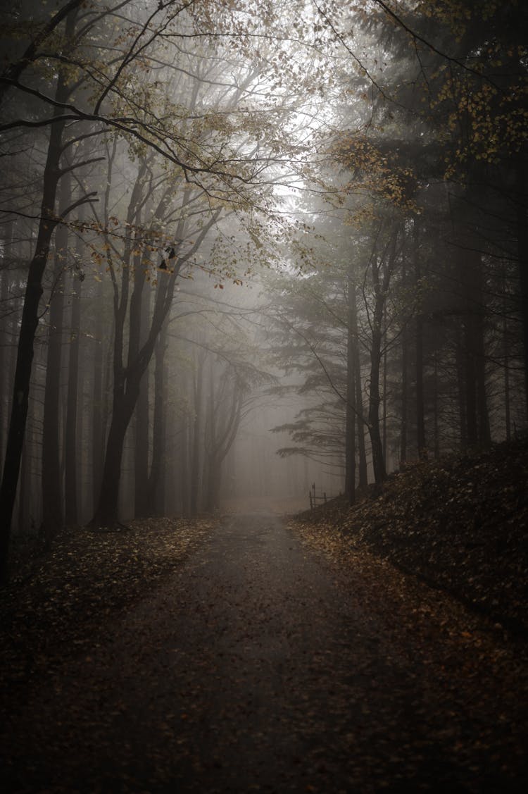 Empty Road In Misty Forest