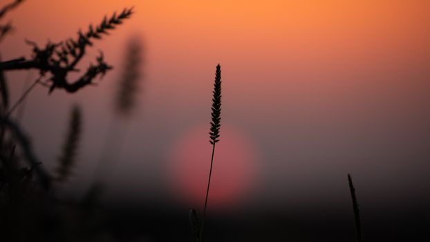 A serene silhouette of a plant against a vibrant sunset in Jeddah, Saudi Arabia.