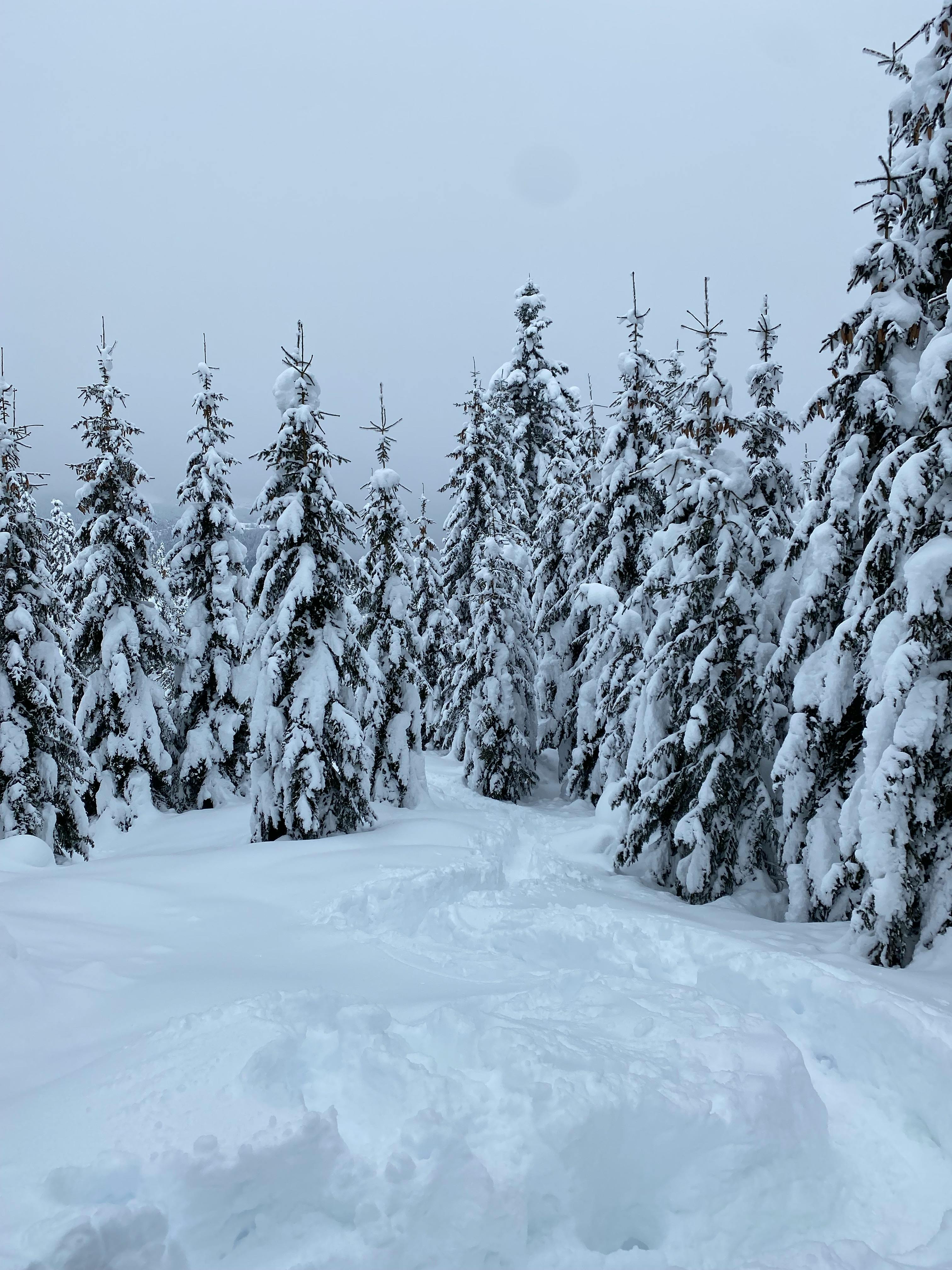 footpath in forest in snow