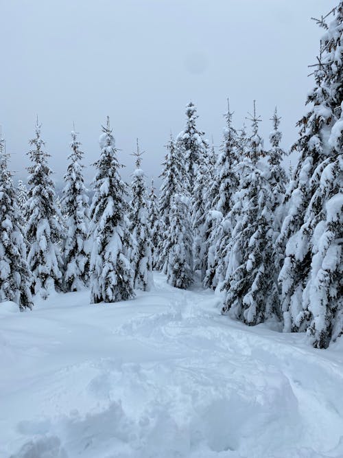 Footpath in Forest in Snow