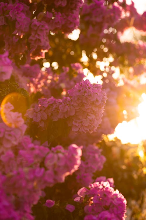 Foto stok gratis alam, berbunga, berwarna merah muda
