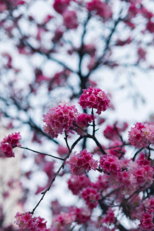 Foto stok gratis berbunga, bunga-bunga merah muda, cabang