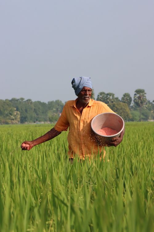 Free An adult male farmer spreading fertilizer in a rice field, showcasing traditional farming techniques outdoors. Stock Photo