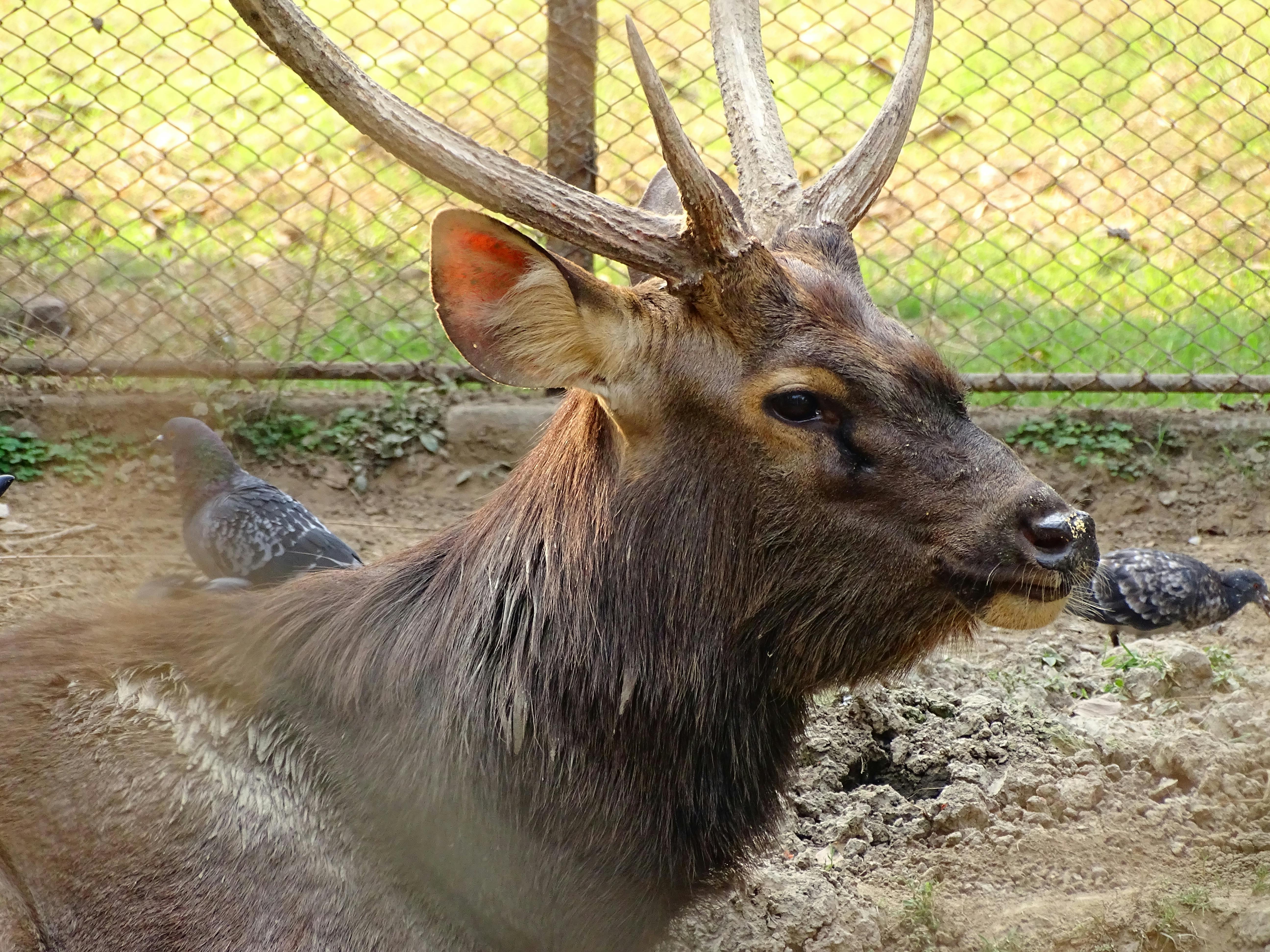 deer buck head
