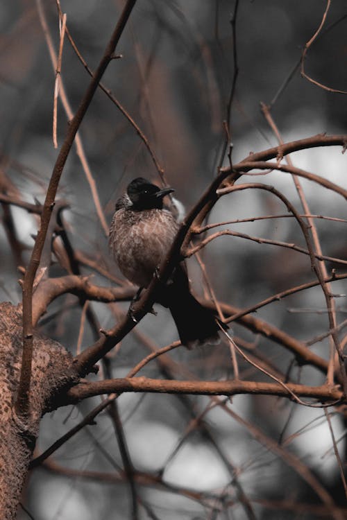 Fotos de stock gratuitas de aviar, bulbul, fauna