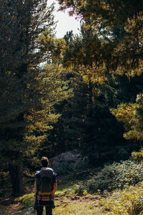 Free A backpacker hikes through a sunlit forest trail, surrounded by tall trees, capturing a sense of adventure. Stock Photo