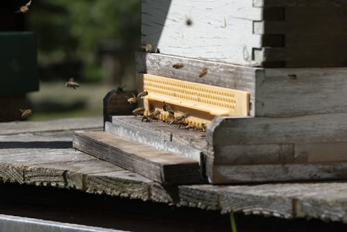 Close up of Bees 