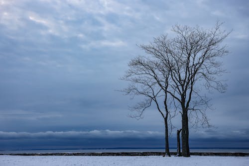 Bare Trees on Snow-Covered Ground under the Cloudy Sky