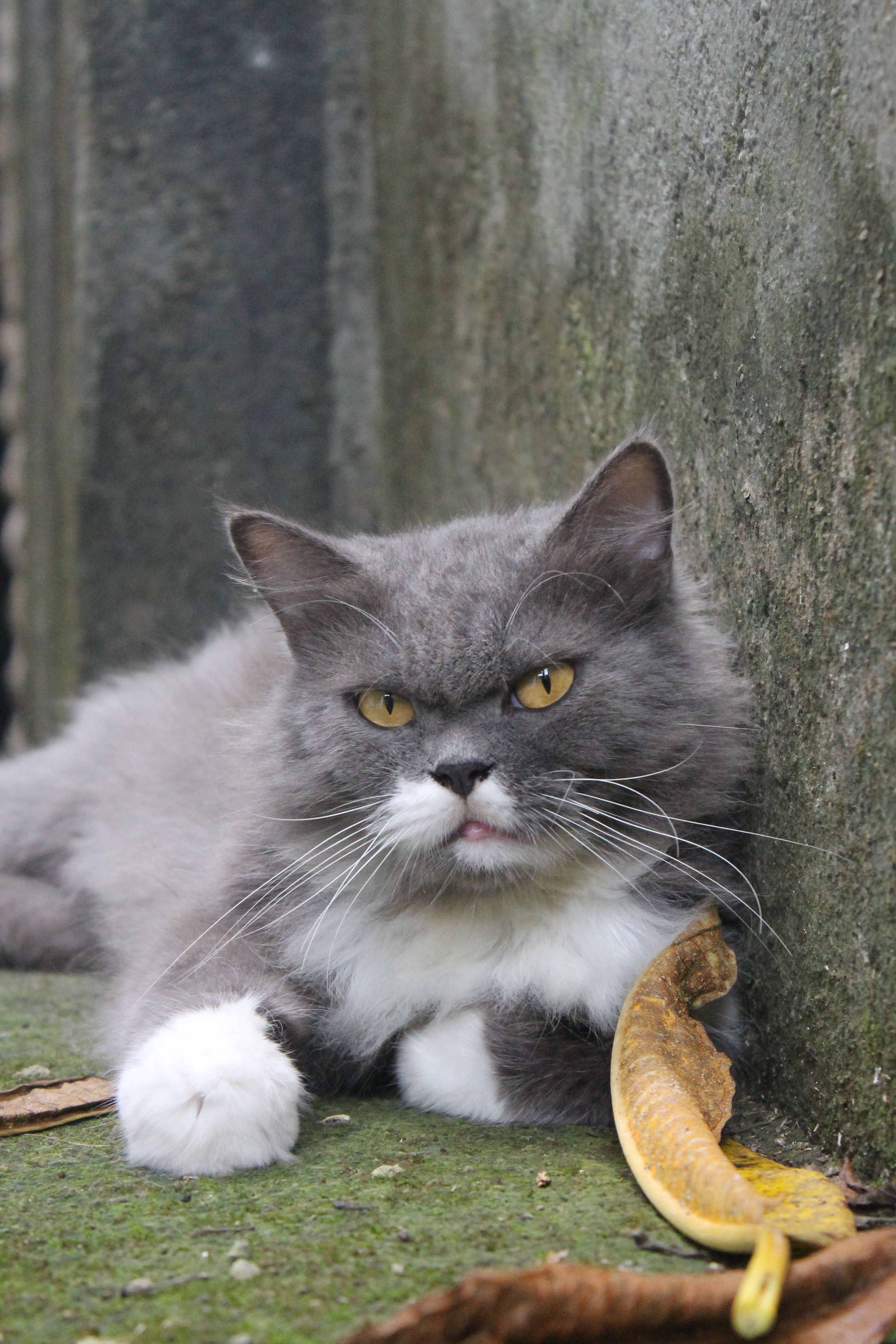 Cat with Gray and White Fur Lying on a Concrete Floor · Free Stock Photo
