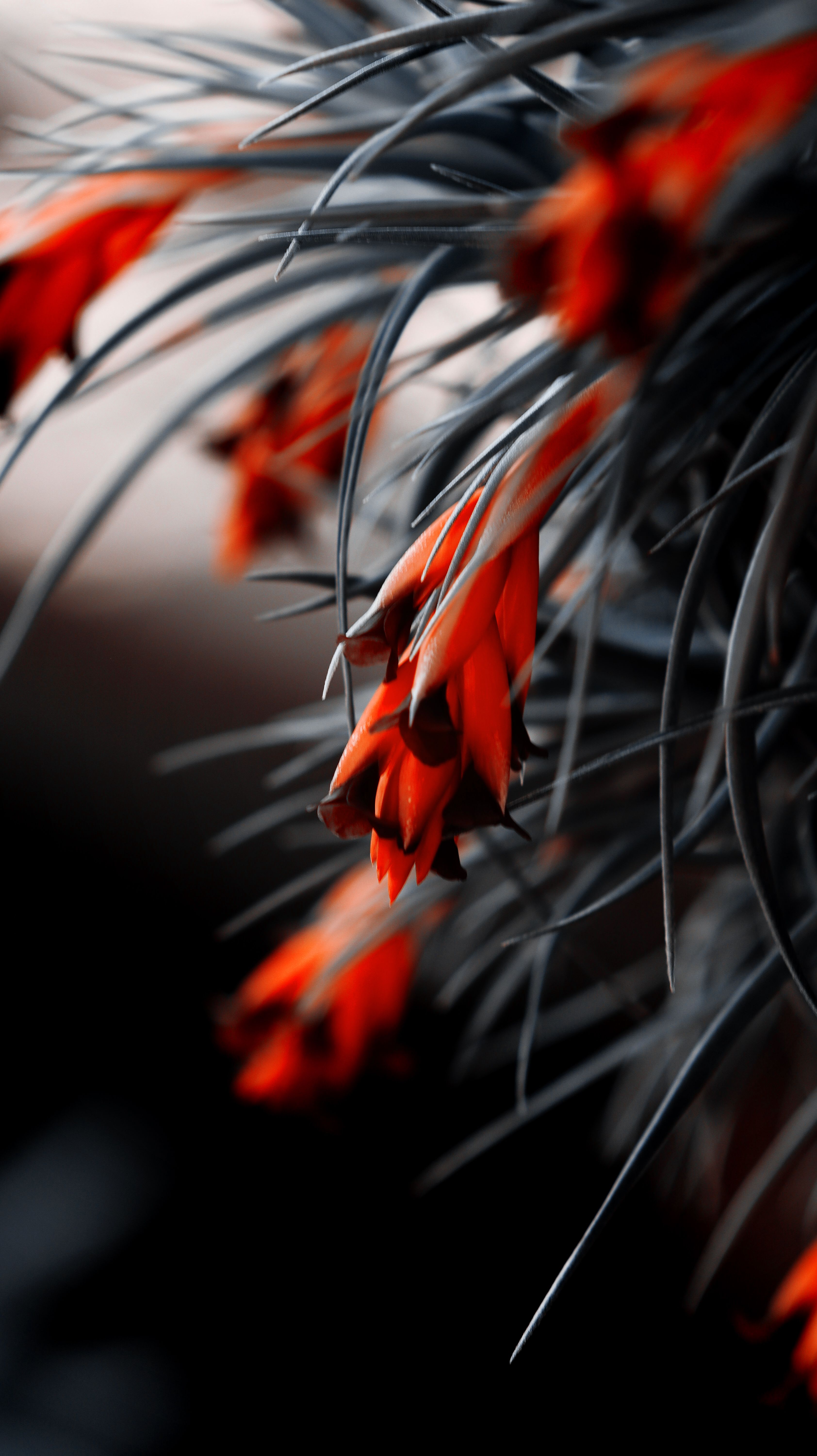 A detailed close-up of fiery orange flowers amidst grey foliage in Hartbeespoort, capturing vibrant natural beauty.