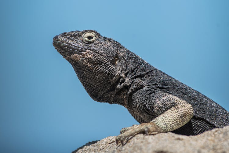 Close-Up Shot Of A Lizard 