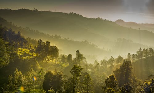 Бесплатное стоковое фото с восход, горы, деревья