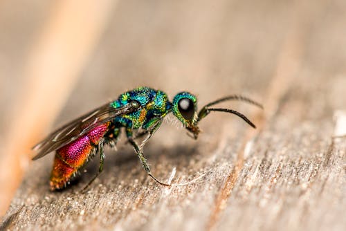 Close-up of a Ruby-tailed Wasp Sitting on a Wooden Surface