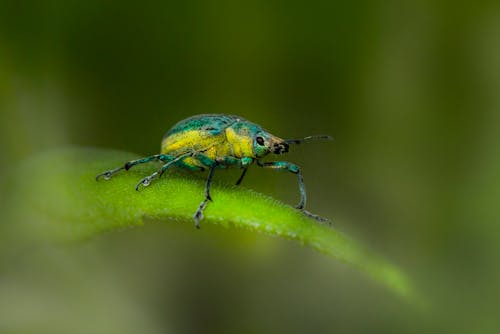 Close-up of a Beetle Sitting on a Blade of Grass