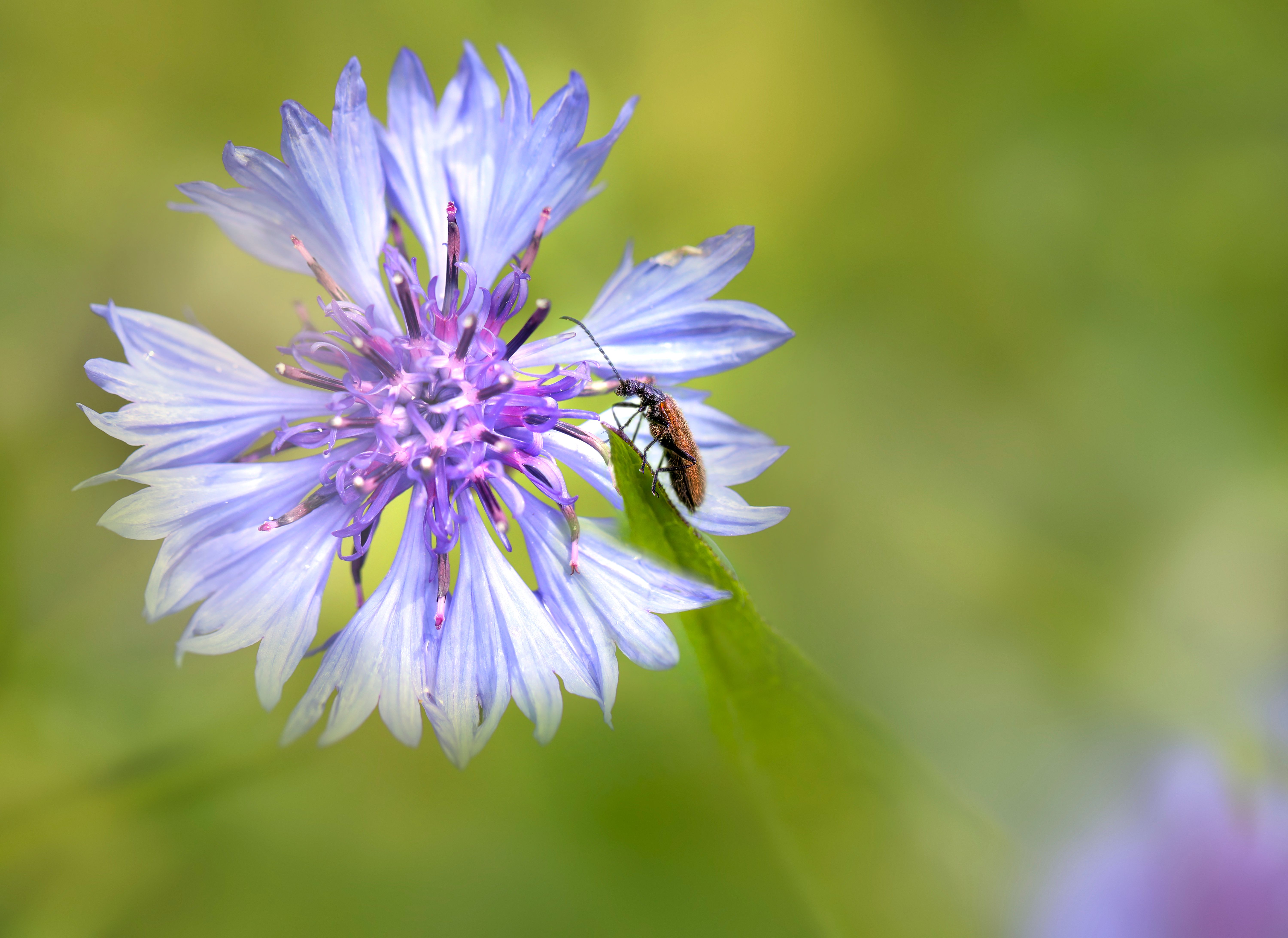 Lacifer Lack Insect Photos, Download The BEST Free Lacifer Lack Insect ...