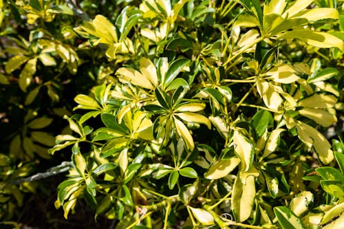 Bright Photo of Green Leaves