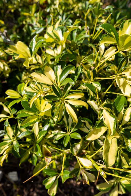 Free Close-up of variegated green and yellow leaves in bright sunlight. Perfect for nature themes. Stock Photo