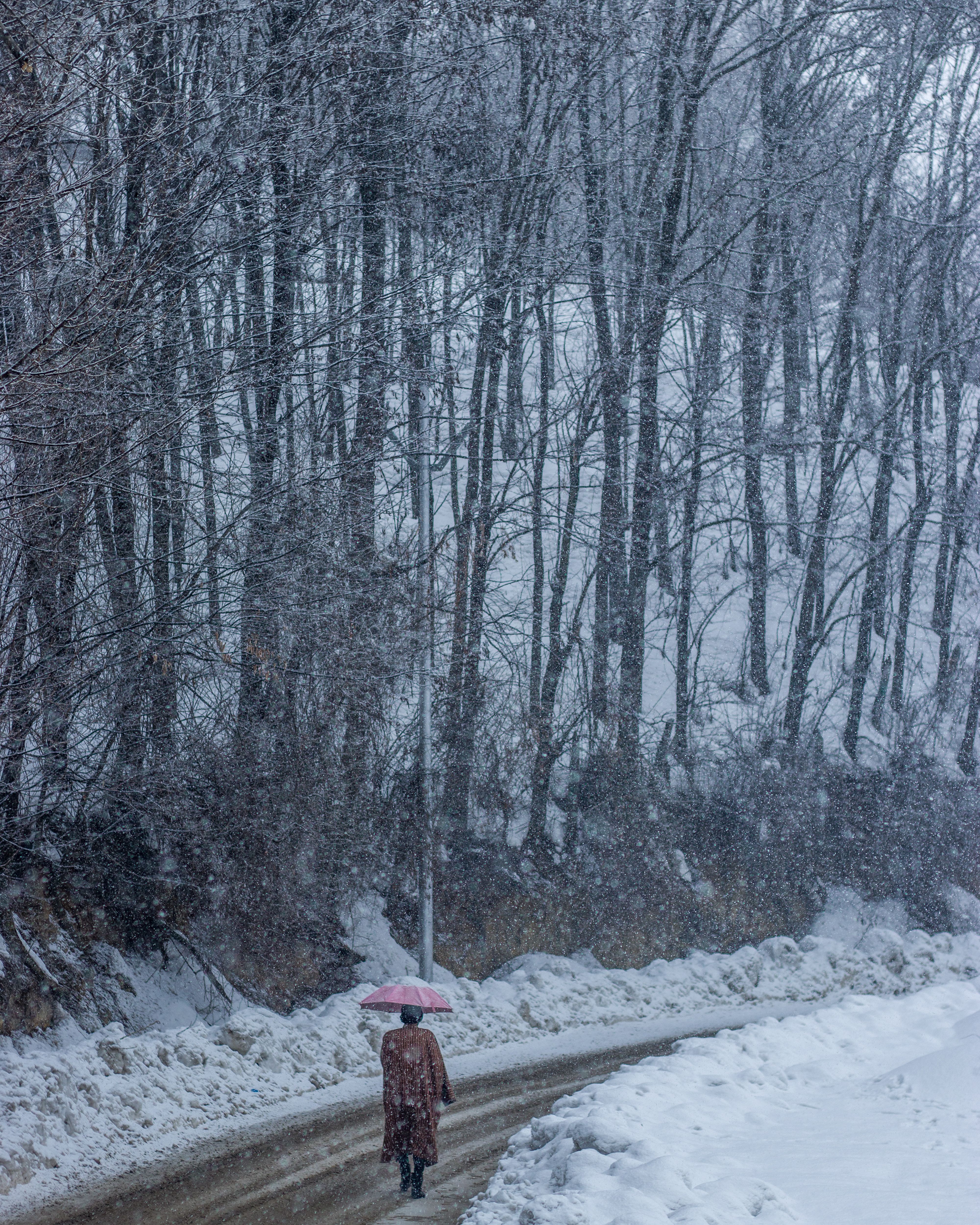 Snow In The Summer Sayadaw U Jotika