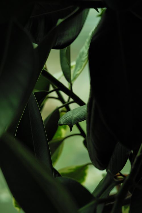 Free Captivating vertical shot of green leaves with natural light. Stock Photo